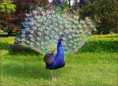 /album/quinto-varios/h-269-pavo-real-jpg/